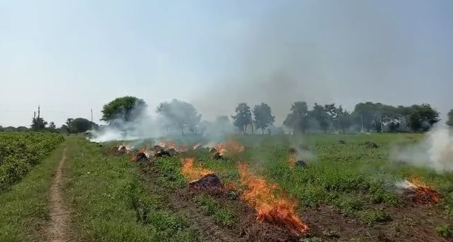 In Yavatmal district, angry farmers burnt soybeans | ...अन् संतप्त शेतकऱ्याने सोयाबीन जाळले; सरकारच्या भोंगळ कारभाराचा बसला फटका
