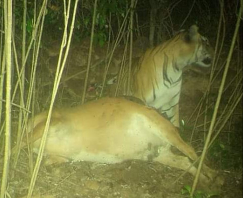 Evidence of Patteri tiger found in Amboli; captured on camera | आंबोलीत मिळाला पट्टेरी वाघ असल्याचा पुरावा; शेतकऱ्यांच्या गाईचा पाडला पडशा, कॅमेऱ्यात कैद