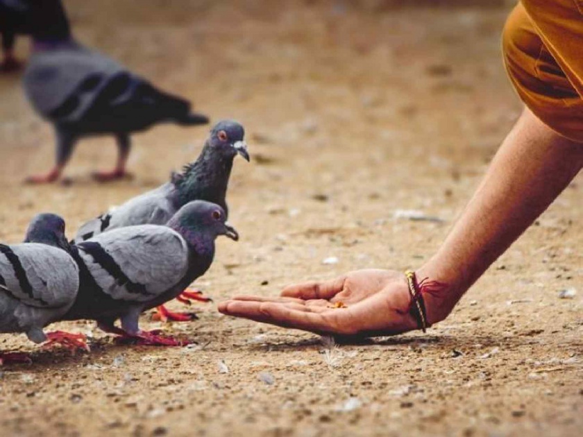 woman threatened with more than 2 lakhs fine for feeding pigeons and seagulls in her own garden | धक्कादायक! कबुतरांना दाणे टाकणाऱ्या महिलेला पालिकेने ठोठवला २.५० लाखांचा दंड, पण का?