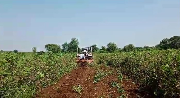 With tears in his eyes, the farmer turned the plow on the cotton | अश्रूभरल्या डोळ्यांनी शेतकऱ्याने कापसावर फिरवला नांगर
