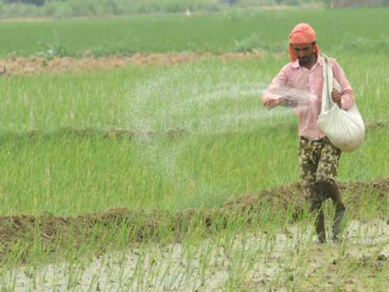  Vasayat fertilizer scarcity, farmers worried, sluggish agricultural accounts | वसईत खताची टंचाई, शेतकरी त्रस्त, कृषीखाते सुस्त
