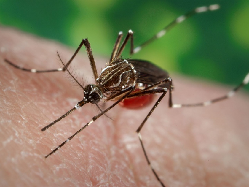 Good news: No dengue patients were found within the limits of Vasco Urban Health Center in June, July and August. | सुखद वृत्त: जून, जुलै व आॅगस्ट महीन्यात वास्को शहरी आरोग्य केंद्राच्या हद्दीतून एकही डेंग्यू रुग्ण आढळला नाही