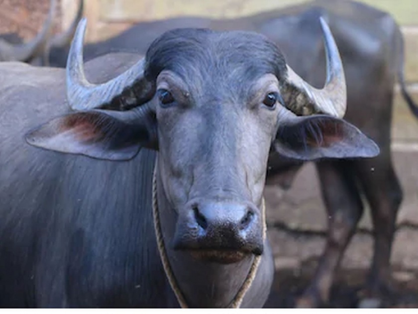 buffalo rescued the cowherd from the clutches of the tiger | धाडस की प्रेम म्हणावे? गुराख्यावर वाघाचा हल्ला झाला, म्हशींनी वाचविले