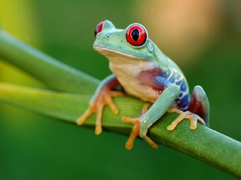 Bio Diversity Day: Why abusing natural resources keeper Frog, lizard ? | Bio Diversity Day : निसर्ग संवर्धक बेडूक, पालींचा तिरस्कार कशासाठी ?
