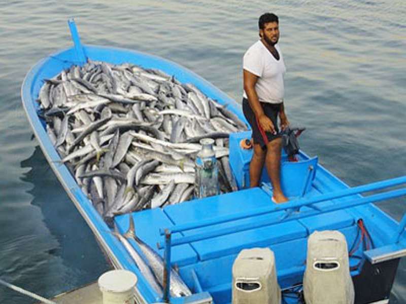 GST shocks the fishing industry, fishermen in financial crisis due to fish mill collapse | मत्स्य उद्योगाला GST चा फटका, फिश मिलच्या संपामुळे मच्छिमार आर्थिक संकटात