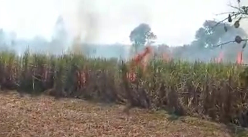 Sugarcane fire in 50 acres of sugarcane field | शिरसंगीत ५० एक्करमधील उसाच्या फडाला आग