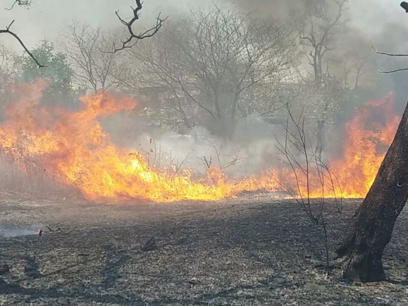Fire in the forest department of Buldhana | बुलडाण्यात वनविभागाच्या लाकूड आगार परिसरात आग; सागवानची झाडे होरपळली