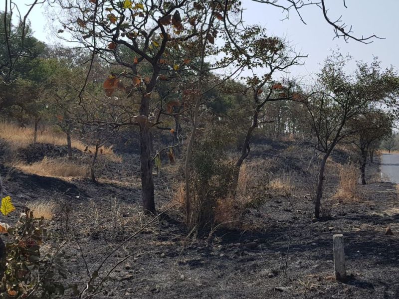 Buldhana: Fire in Dnyan Ganga Wildlife Sanctuary 20 hectares burnt in forests | बुलडाणा : ज्ञानगंगा अभयारण्यात आग; २० हेक्टर वनसंपदा जळून खाक!