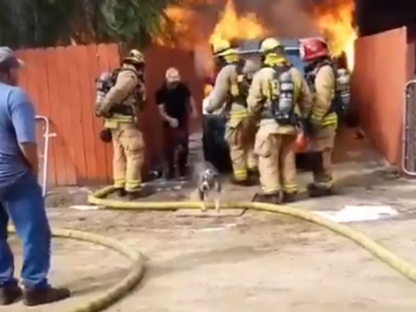 This brave man ignores firefighters runs into his burning house video goes viral | कुत्र्याचा जीव वाचवण्यासाठी घरात लागलेल्या भयंकर आगीत घेतली त्याने उडी आणि....