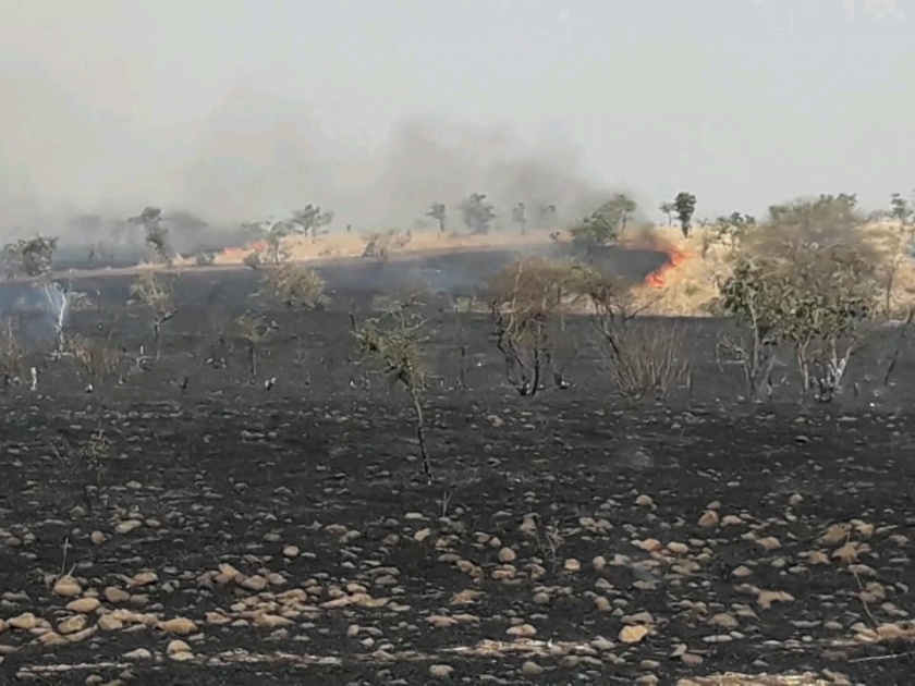 fire in somthana forest | सोमठाणा घाटातील जंगलाला आग; वनसंपदा जळून खाक