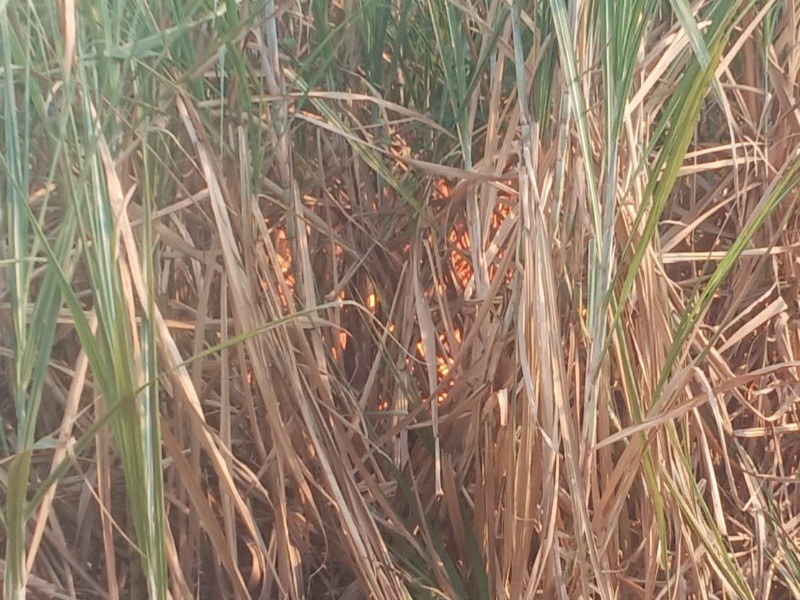 Five acres of sugarcane were burnt in a fire at Kandalgaon in Indapur | इंदापूरातील कांदलगावात आगीत पाच एकर ऊस जळून खाक