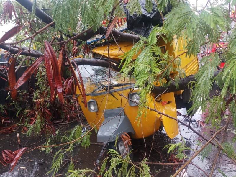 Tree collapsed on tempo in Pune ; driver injured | पुण्यात टेम्पोवर झाड कोसळल्याने चालक जखमी 