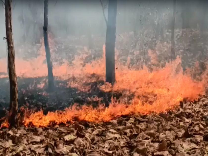 Even on World Forest Day, Kinwat's forest burns; Large loss of forest resources due to negligence of forest department | Video: जागतिक वन दिनीही किनवटचे जंगल पेटतेच; दुर्लक्षाने वनसंपदेचे मोठे नुकसान