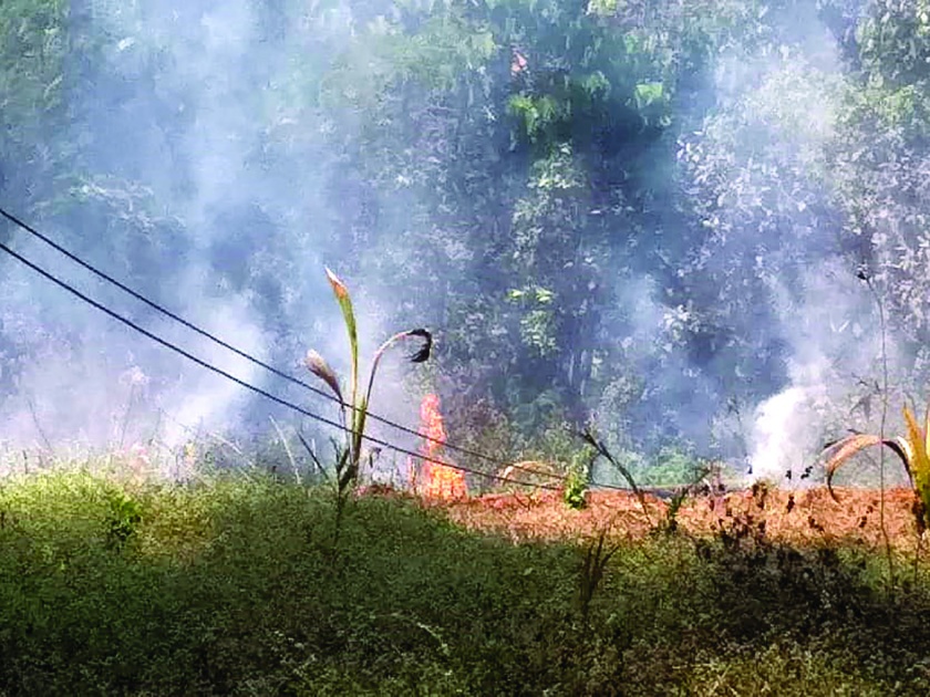 Cashew orchard fire in Kudal taluka, loss of lakhs of rupees | कुडाळ तालुक्यात काजू बागेला आग, लाखो रुपयांचे नुकसान
