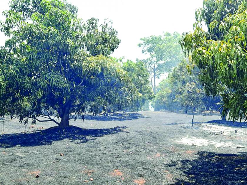 Burn the mango orchard in the fire on the Acharya farm | आचरा शेतमाळावर लागलेल्या आगीत आंबा कलमबागा जळून खाक