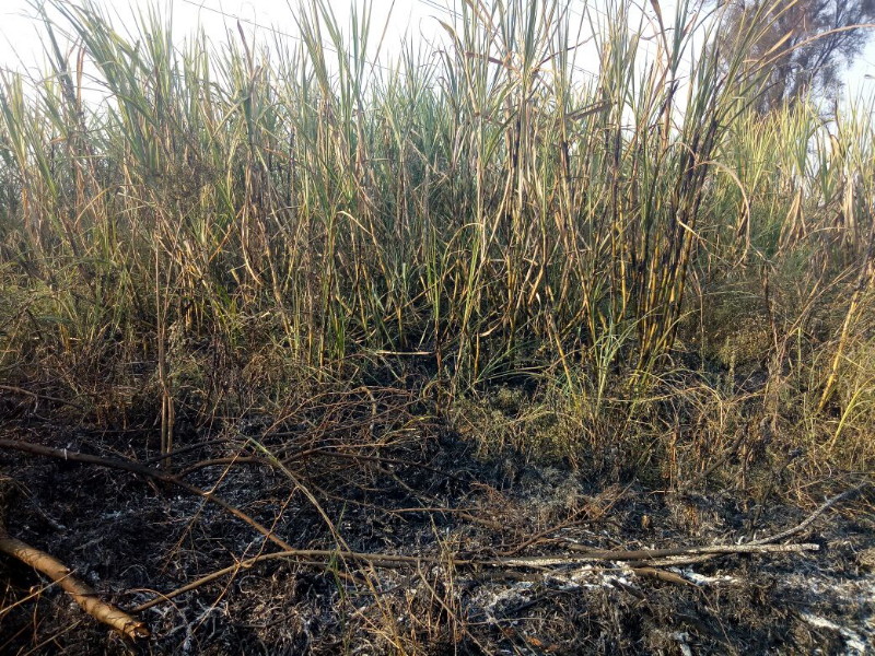 Parbhani: Ten acres of sugarcane short circuit burnt | परभणी : दहा एकर ऊस शॉर्ट सर्किटने जळाला