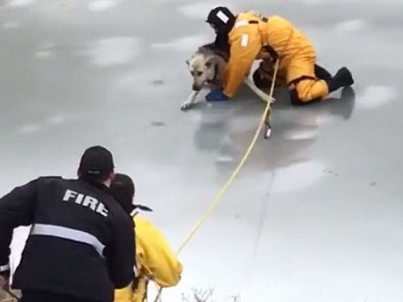 #Video: fire brigade rescued dog caught in frozen river in london | #Video : बर्फात अडकलेल्या कुत्र्याचे प्राण वाचवण्यासाठी जवानांनी लढवली ‘अशी’ युक्ती
