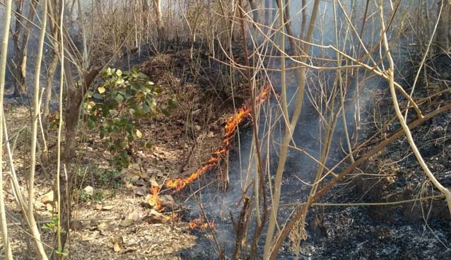 Damage to forest resources due to fire | पळशीत आग लागल्याने वनसंपदेचे नुकसान