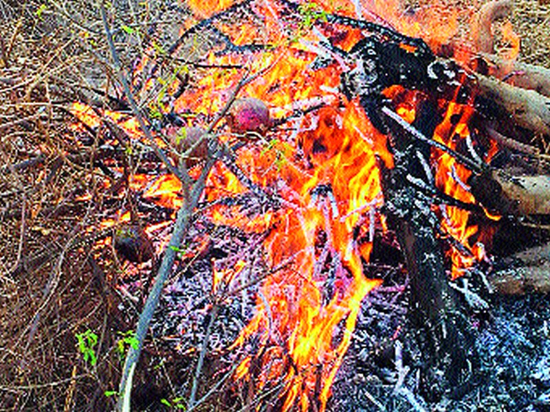 Sindhudurg: fire accidents due to electricity wires; Loss of horticulture | सिंधुदुर्ग : वीज तारांच्या घर्षणामुळे आग लागून नुकसान; बागायतींची हानी