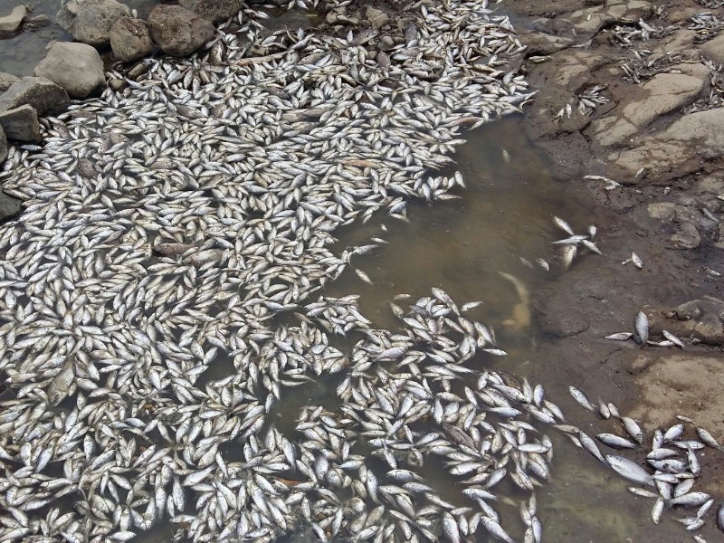 Fish died due to lack of water in the river of Bhima at Bhatinimgaon | भाटनिमगावच्या परिसरातील भीमा नदीत पाण्याअभावी मासे मृत्यूमुखी 