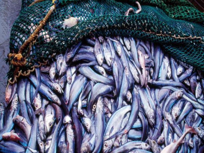 5 lakh rupees fish stolen in Pune district; Crime registred in Bhigwan | काय म्हणावं..! पुणे जिल्ह्यात चक्क ५ लाखांचे मासेच गेले चोरीला; भिगवणमधील शेतकऱ्याची पोलिसांत धाव
