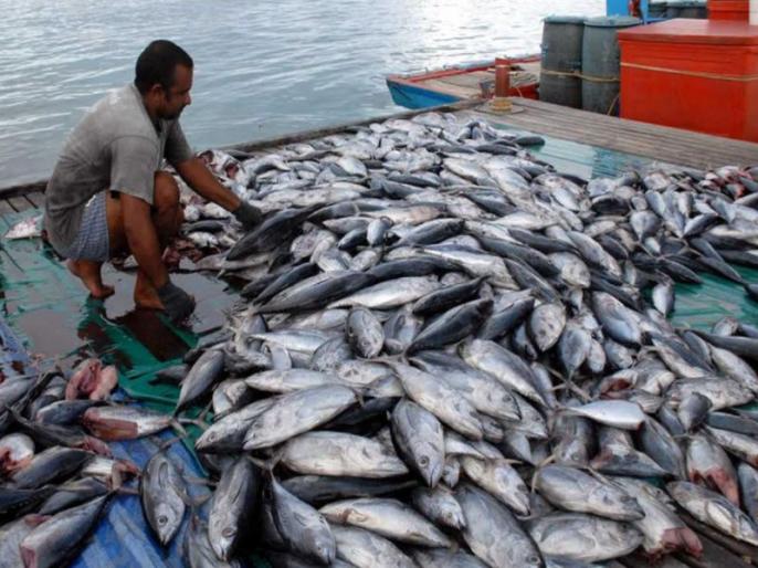 A heap of fish on the coast of Chivala beach | चिवला बीच किनाऱ्यावर मासळीचा ढीग