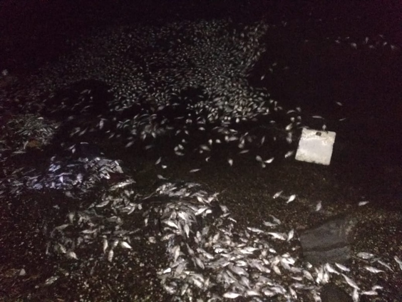 Dead fish in the urdhav kundalika project | उर्ध्व कुंडलिका प्रकल्पातील मासे अज्ञातकारणाने मृत