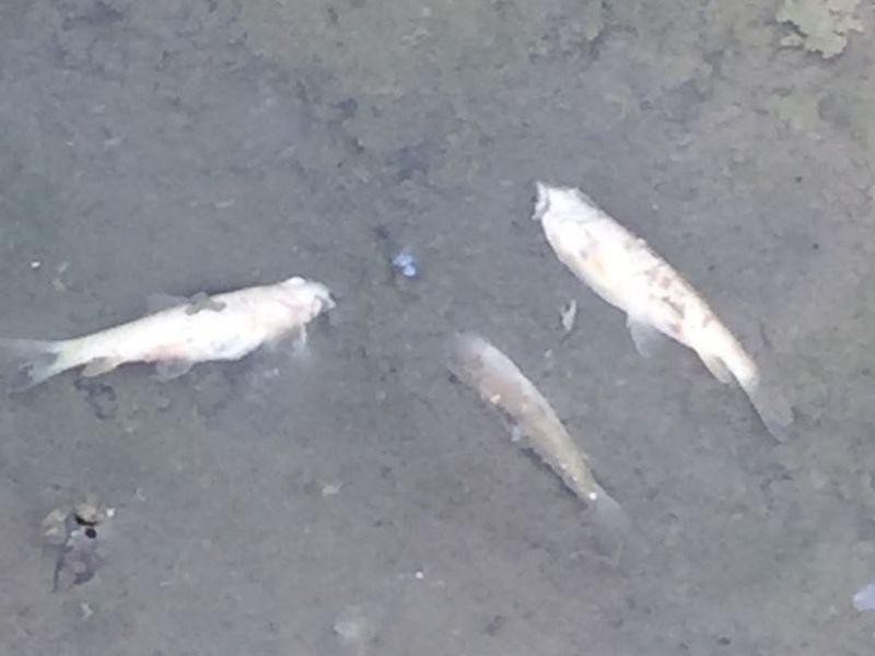pimpari News | णेश तलावातील शेकडो माशांचा मृत्यू, महापालिकेचे दुर्लक्ष