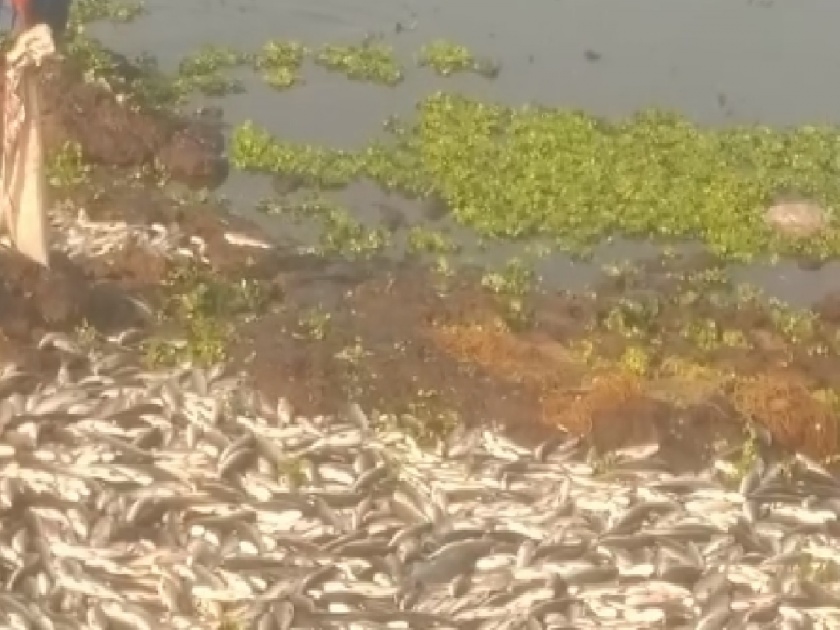 Dead fish in the Panchganga riverbed in Kolhapur, Neglect of Pollution Control Board | कोल्हापुरात पंचगंगा नदीपात्रात मृत माशांचा खच, नागरिकांचा आरोग्याचा प्रश्न ऐरणीवर; प्रदूषण नियंत्रण मंडळाचे दुर्लक्ष