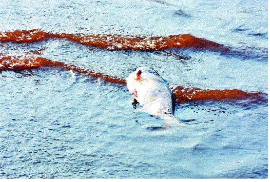 Contaminated water on the life cycle of fish - Dhom dam: 10 kg of fish was found dead on the shore | दूषित पाणी माशांच्या जीवावर - धोम धरण : दहा किलोचा मासा किनाऱ्यावर मृतावस्थेत सापडला