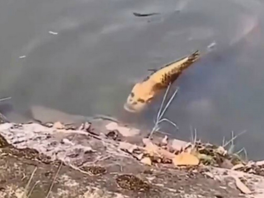 Fish with a human face spotted in a lake in china watch viral video | Video : 'मनुष्यासारखा चेहरा' असलेला मासा पाहून लोक झाले हैराण, व्हिडीओ व्हायरल...