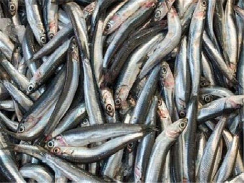 Conflict between fish traders and government struggles in goa | मासळी ट्रेडर्स आणि सरकारचा संघर्ष, आयात र्निबधांना आव्हान