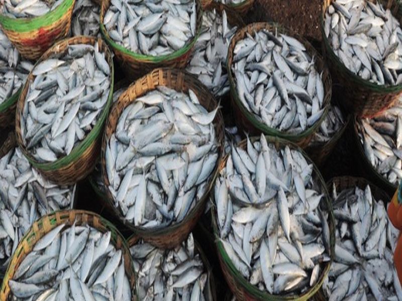 Fisheries imports in Goa from outside state | परराज्यांतून गोव्यात मासळीची आयात सुरू