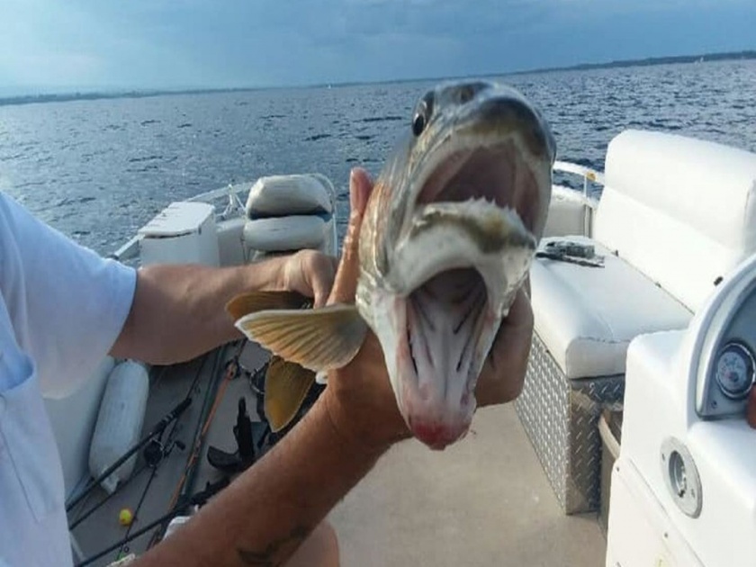 New york lake champlain fish with two mouths viral | दोन तोंडाचा मासा इंटरनेटवर व्हायरल; फोटो पाहून तुम्हीही व्हाल अवाक्
