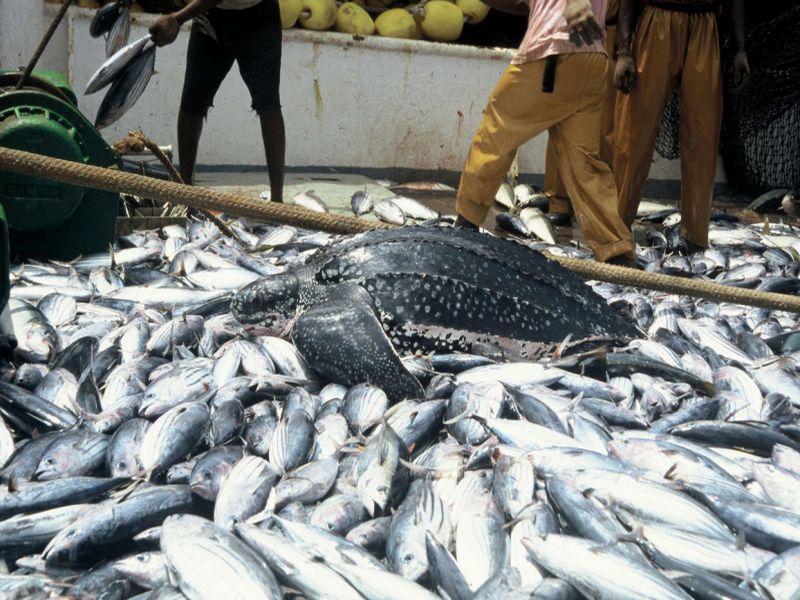 Lift ban on import of fish from Karnataka in Goa | गोव्यात कर्नाटकची मासळी येण्यास सुरुवात