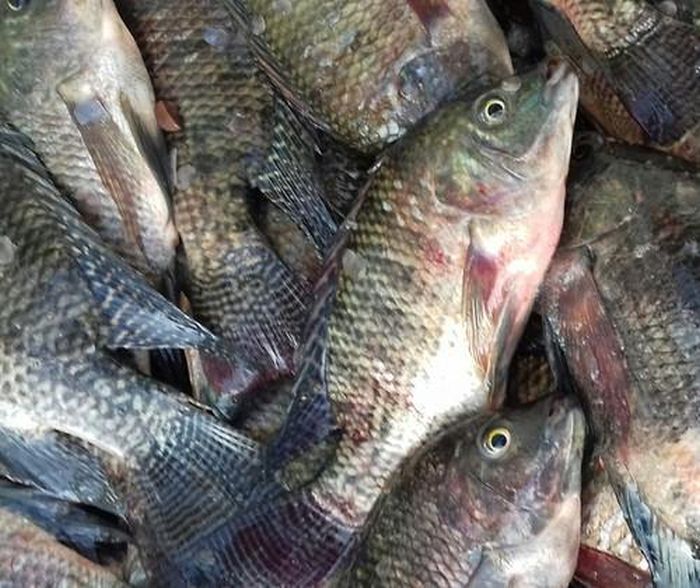 Lockdown on the way to damage 3 tonnes of fish in Nagpur | लॉकडाऊनमुळे नागपुरात ३ टन मासे खराब होण्याच्या मार्गावर