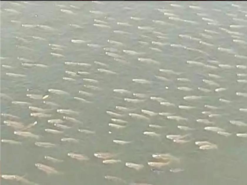 The fish in the Panchganga were tormented The issue of pollution is on the rise again | पंचगंगेत हजारो मासे तडफडले, पंचगंगा प्रदुषणाचा प्रश्न पुन्हा ऐरणीवर