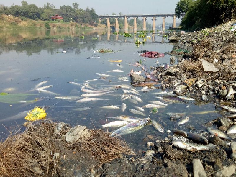 Due to the decrease in oxidation of water in the Sangli, Krishna river, dead | सांगलीत कृष्णा नदीतील मासे मृत, पाण्यातील आॅक्सिजनचे प्रमाण घटल्याचा दुष्परिणाम
