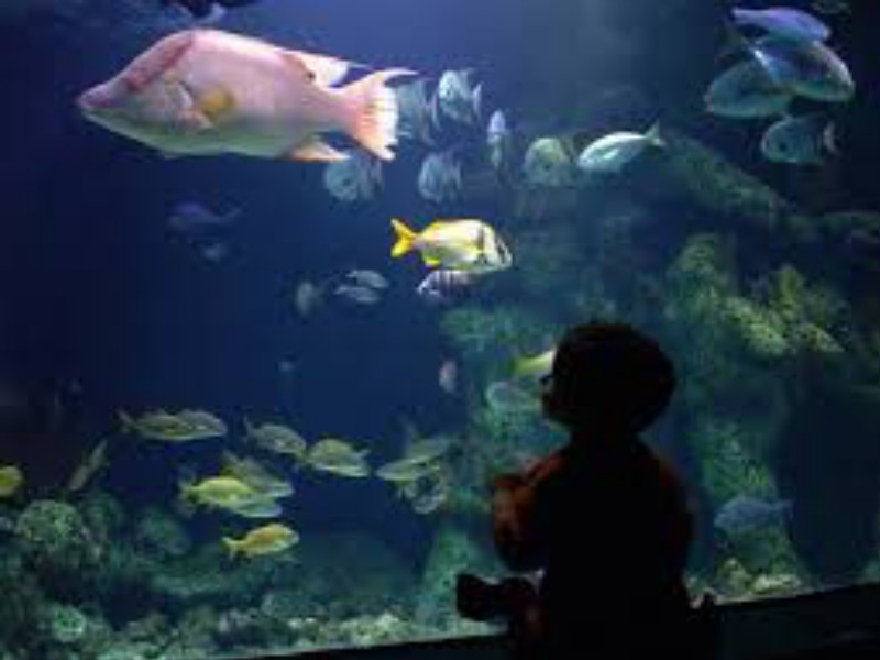 ticket rate of aquarium will increase in Sambhaji Park, pune, due to renovation | मासे पहायचेत?, मग द्या दहापट पैसे; संभाजी उद्यानात नूतनीकरणाच्या नावाखाली वाढीव बोजा?