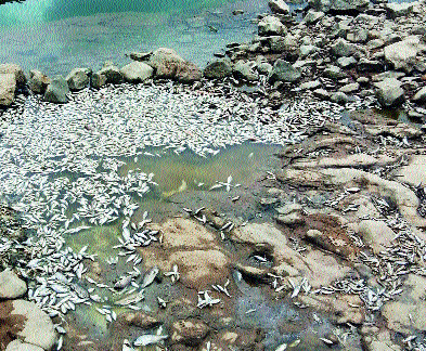 Millions of fish died at the foot of Ujni due to water failure | पाण्याअभावी उजनीच्या पायथ्याशी लाखो मासे मृत्युमुखी