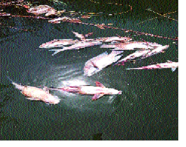 Fisheries in the Krishna river by discarding toxic powder: anxiety in the manner in Bhilvadi area | विषारी पावडर टाकून कृष्णा नदीत मासेमारी- : भिलवडी परिसरातील प्रकाराने चिंता