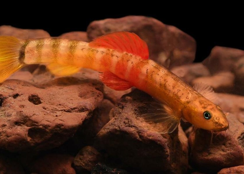 A new species of fish was found in the river basin of Hiranyakeshi in Amboli | आंबोलीत हिरण्यकेशी नदीपात्रात आढळली माशाची नवीन प्रजात