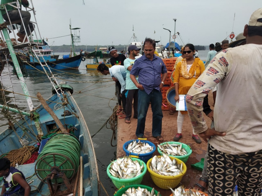 Two more boat boats, 40 thousand fish seized | बंदी मोडणाऱ्या आणखी दोन नौकांवर कारवाई, ४० हजारांची मासळी जप्त