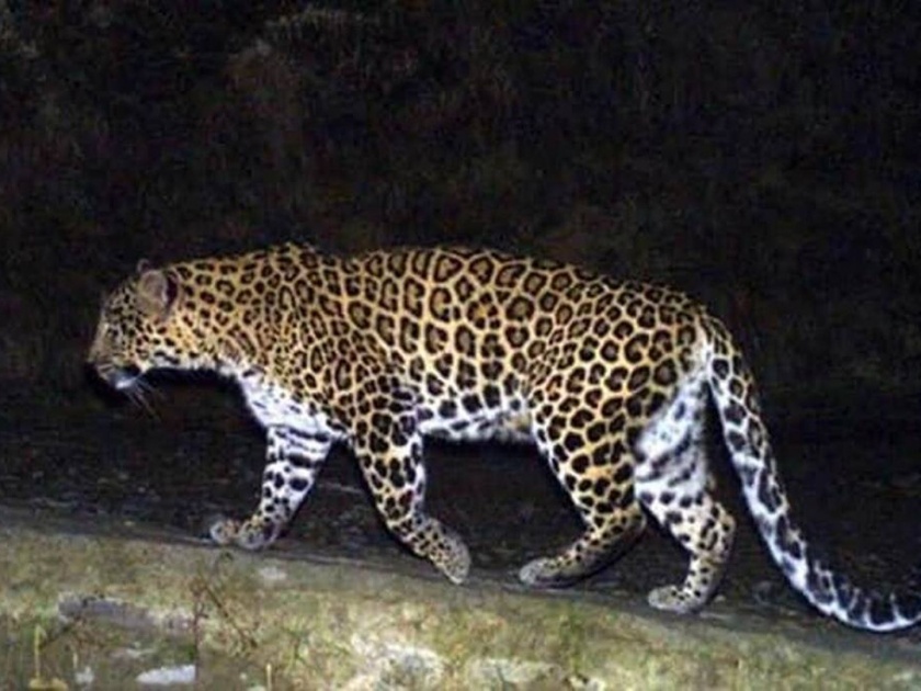 Suspicious death of male leopard in Mahendra forest | महेंद्री जंगलात नर बिबट्याचा संशयास्पद मृत्यू