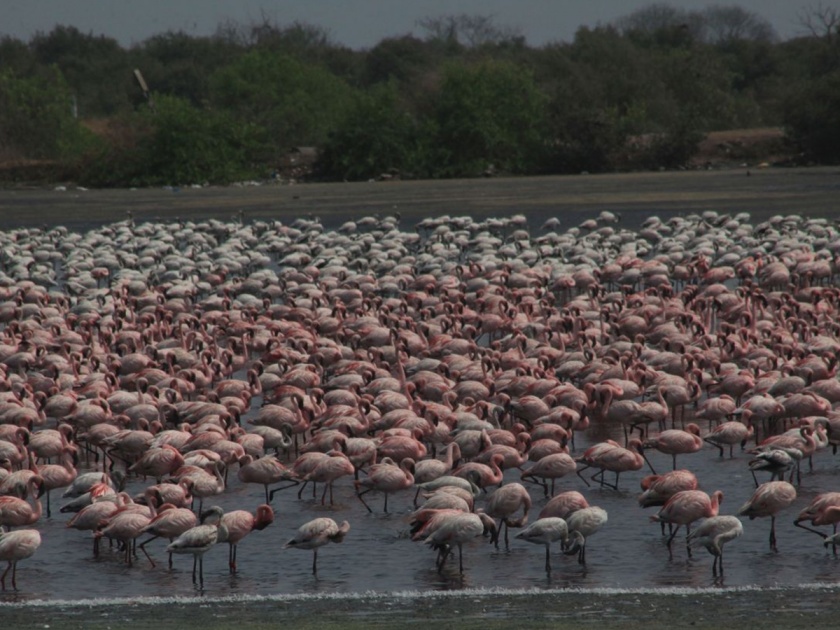 Restrictions on flamingo sanctuary relaxed | फ्लेमिंगो अभयारण्याचे निर्बंध शिथिल; बांधकामांना चालना, कांजूरची मेट्रो कारशेड संवेदनशील क्षेत्राबाहेर 