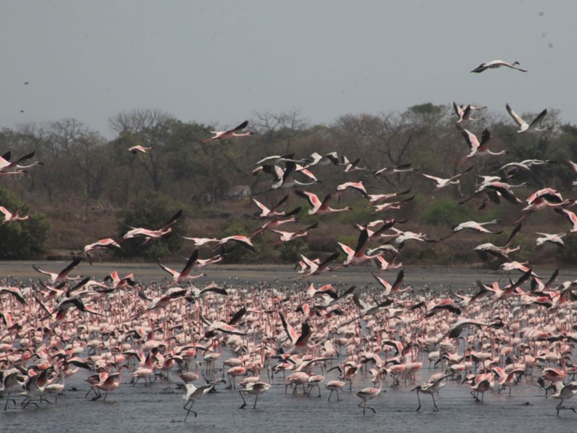 Arrival of flamingos at gorai beach borivali | गोराईत आले फ्लेमिंगो पक्षांचे थवे!
