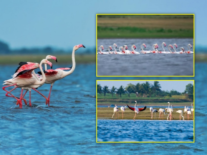 Arrival of 'Flamingo' at Ujani Reservoir after traveling thousands of kilometers | हजारो किलोमीटरचा प्रवास करून उजनी जलाशयावर 'फ्लेमिंगो'चे आगमन