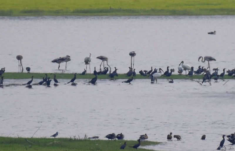 Flamingo's visit to Paldhag Dam in 'Gyanganga' Sanctury of Buldhana District | ‘ज्ञानगंगा’तील पलढग धरणावर फ्लेमिंगोचे दर्शन
