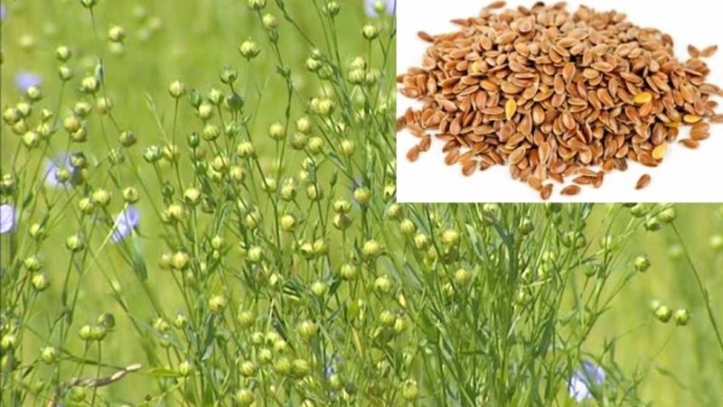 Agriculture to increase area of flax seeds crop! | जवस पिकाचे क्षेत्र वाढविण्यासाठी शेतीशाळा!