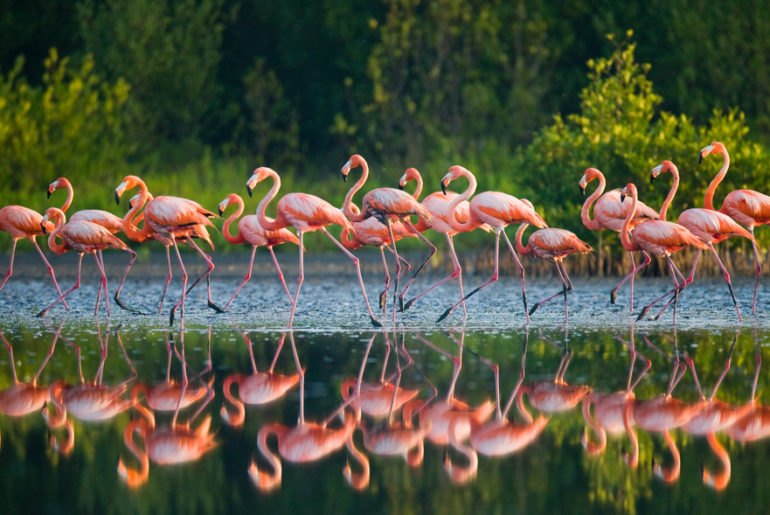 Eco-sensitive buffer zone around Flamingo Wildlife Sanctuary | फ्लेमिंगो अभयारण्याभोवती इको सेन्सेटिव्ह बफर झोन